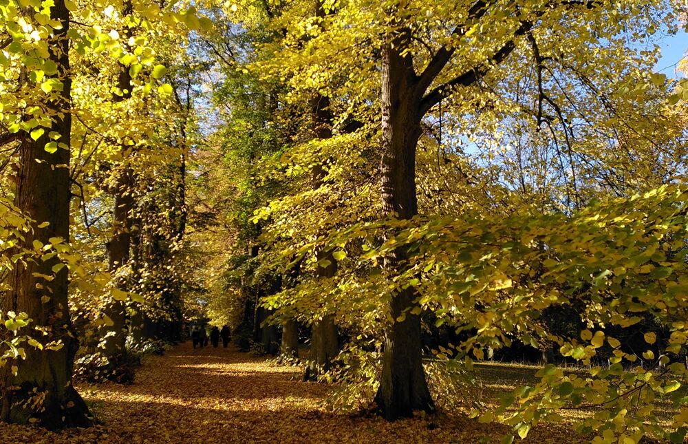 Lindenallee Wechselburg Herbst 2023