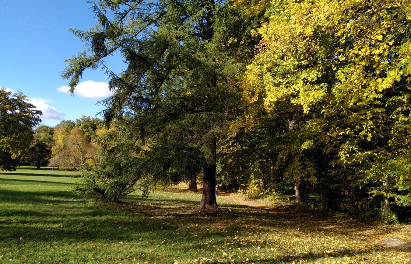 Am nördlichen Rand der großen Parkwiese