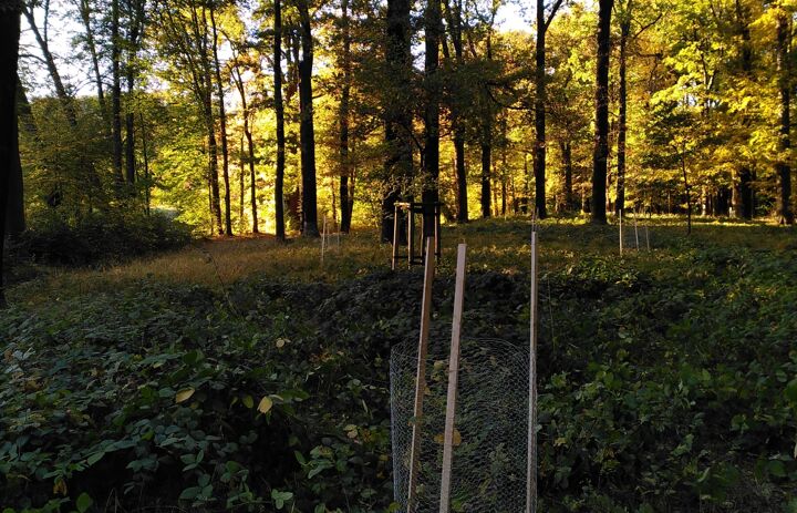 3. Parkpflegeseminar Wechselburg: Nachpflanzungen im Eichenhain