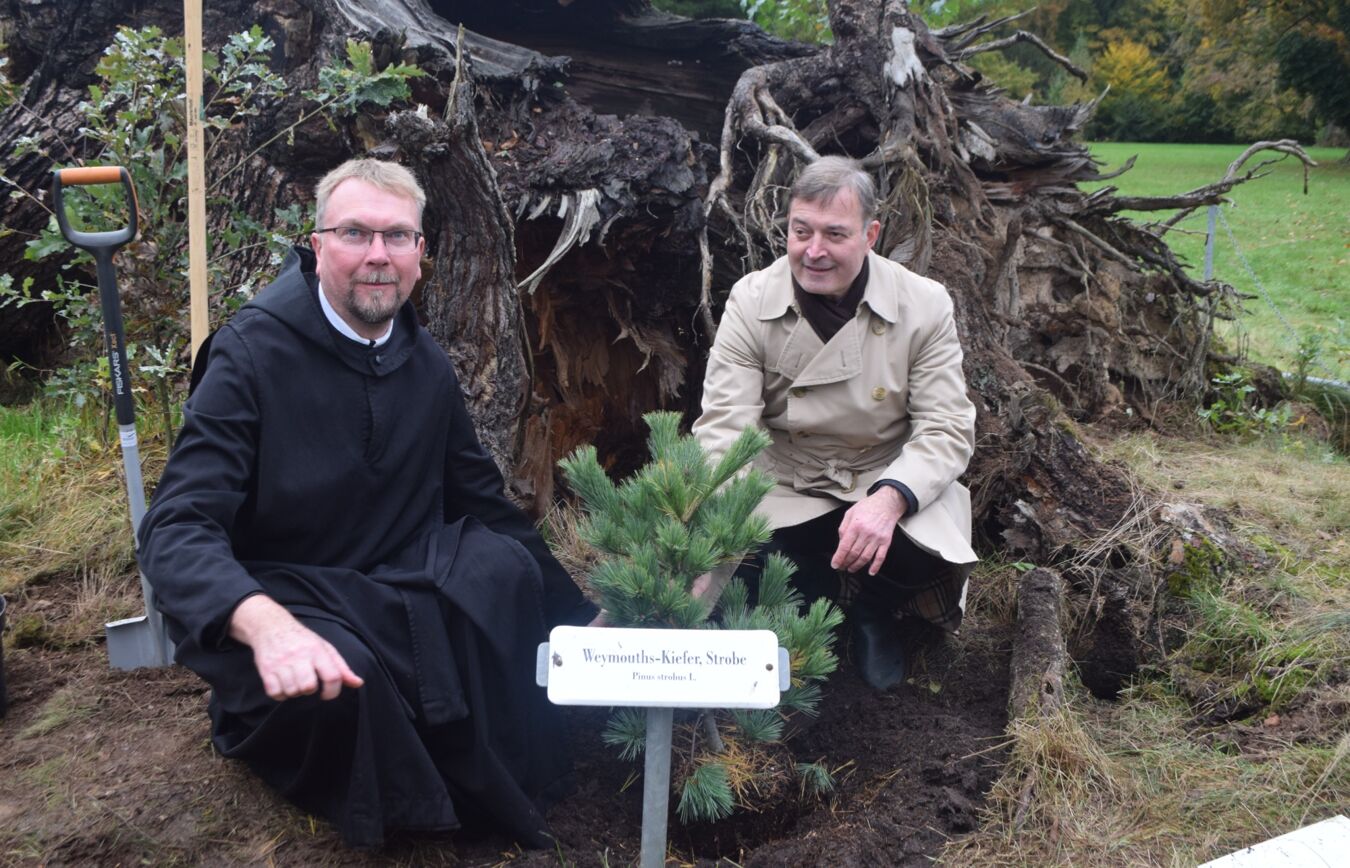 Pflanzung Weymouthkiefer