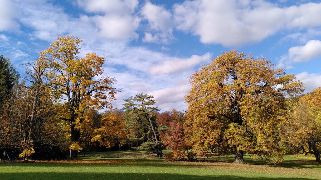Weymouth-Kiefer im Schlosspark Wechselburg